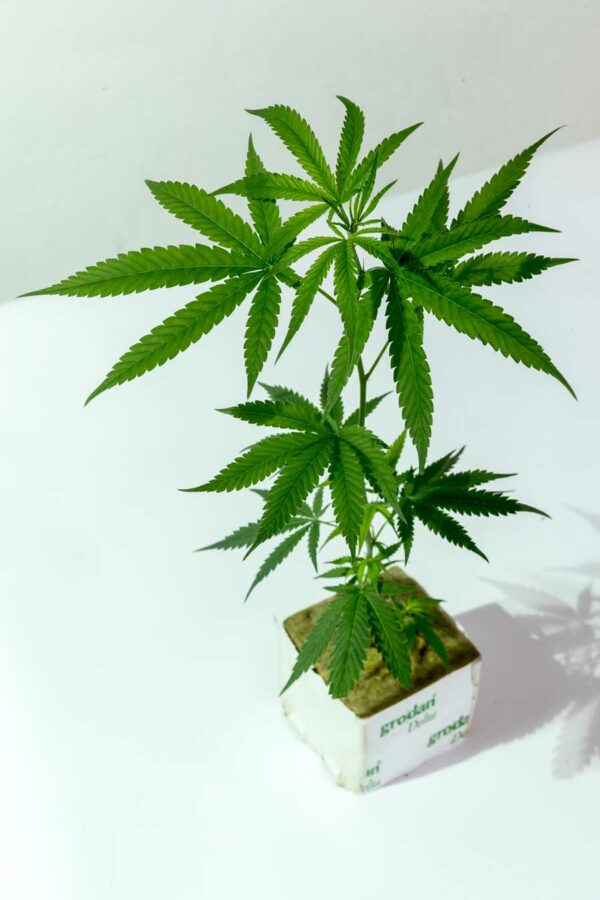 Big Bud – Sensi Seeds
