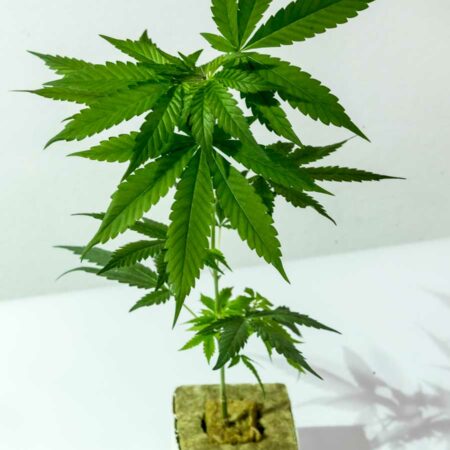 Amnesia Core Cut