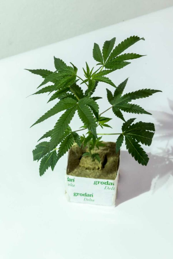 Cookies & Cream – Exotic Genetix
