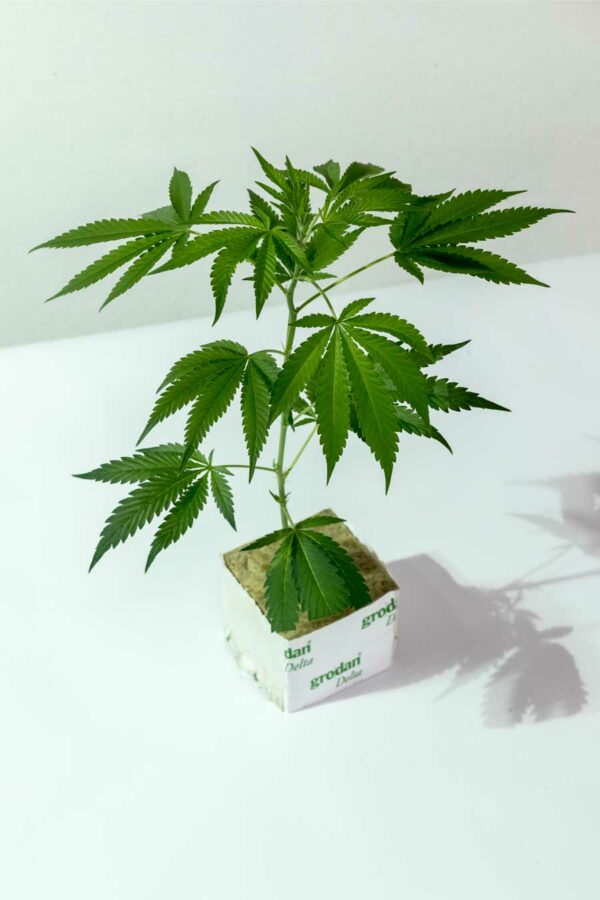 Chronic – Serious Seeds