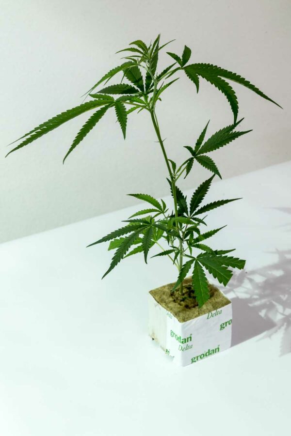 Cannalope