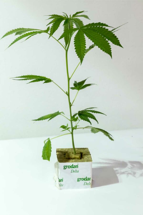 Grüne Hessin – clone only
