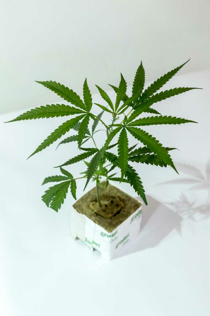 LSD – Barneys Farm