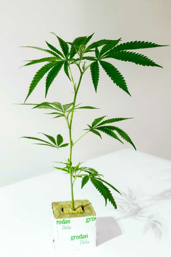 Moonshine Haze – Rare Dankness