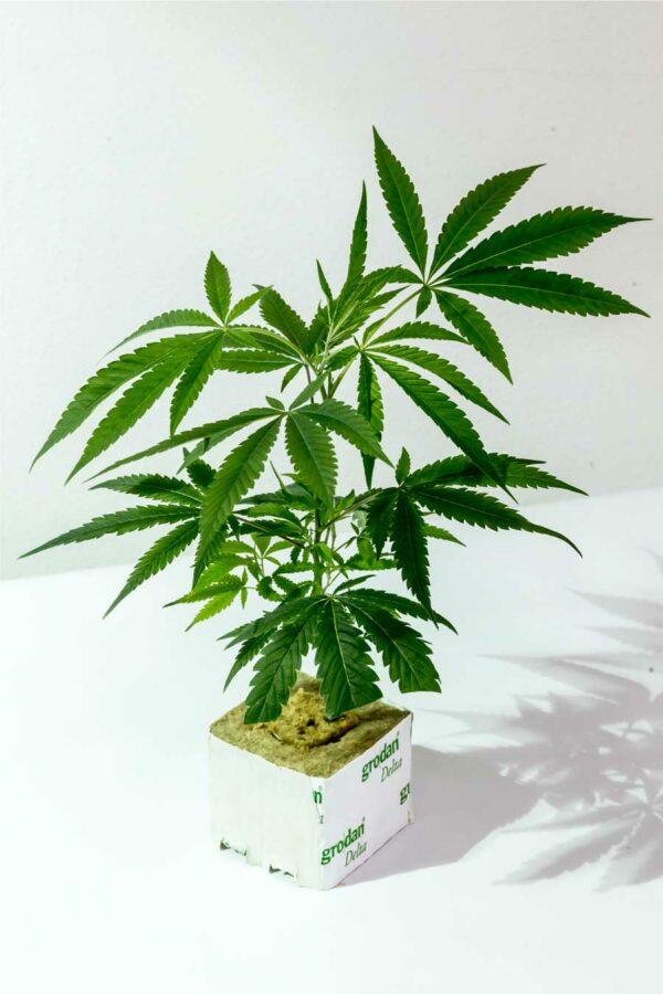 Nebula – Paradise Seeds