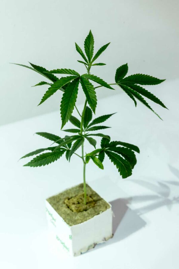 OG Kush #18 – Reserva Privada