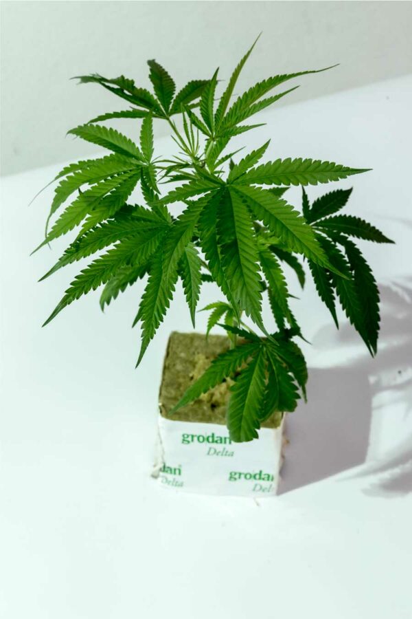 Real Killer Skunk – Reserva Privada