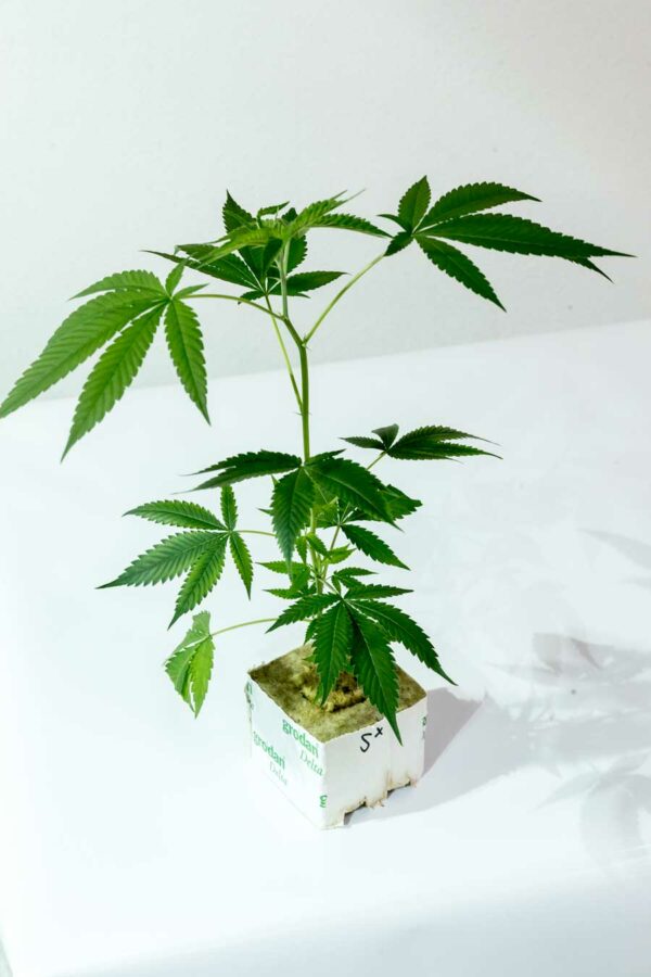 Sensi Star – Paradise Seeds