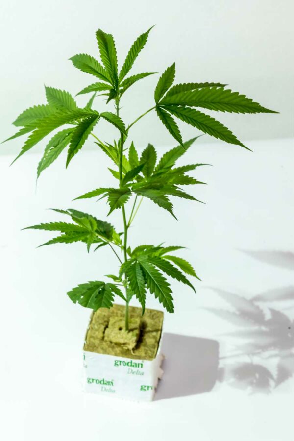 Serious 6 – Serious Seeds