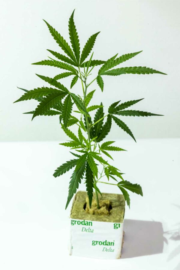 Super Lemon Haze – Greenhouse