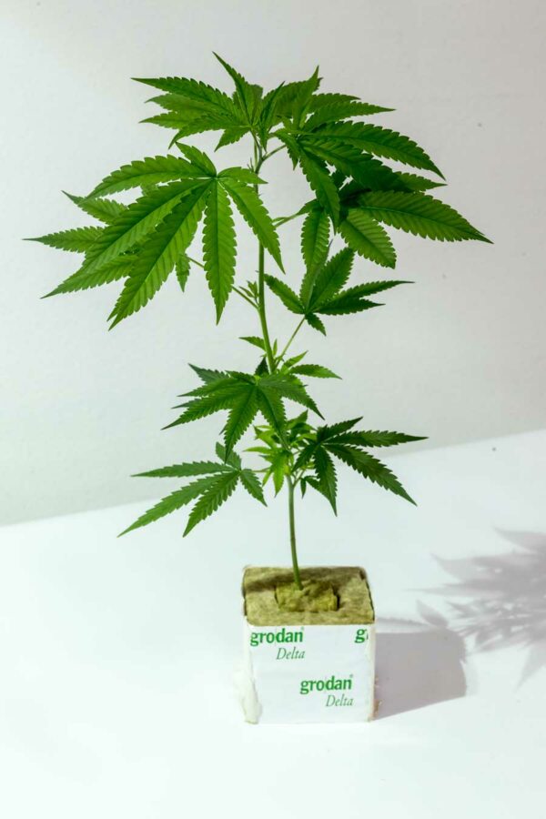 Sleestack Skunk – DNA Genetics