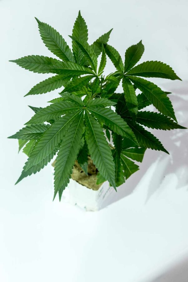 Somango – Soma Seeds