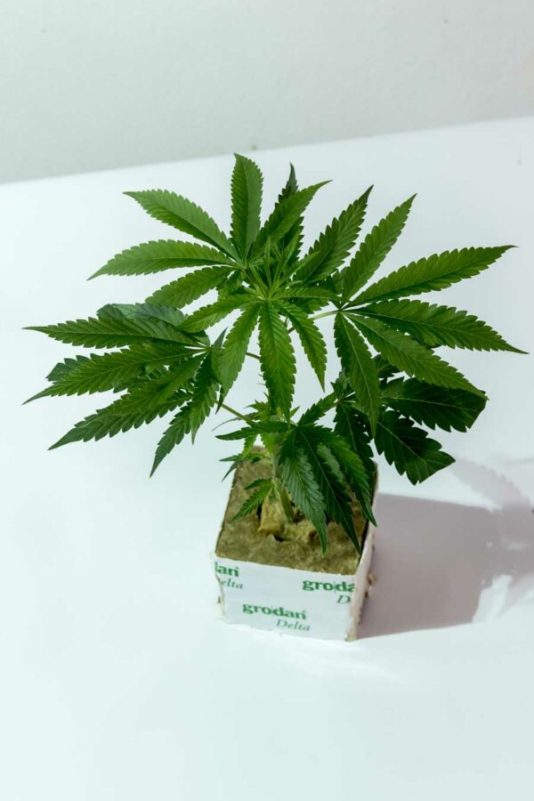 Speed Queen – Mandala Seeds