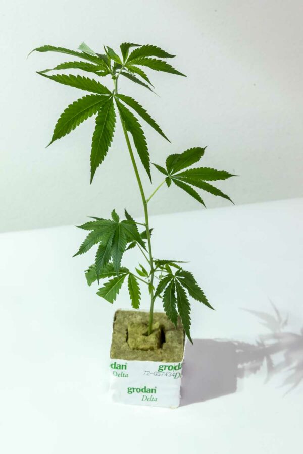 Lemon Cookie Haze - Ethos Genetics