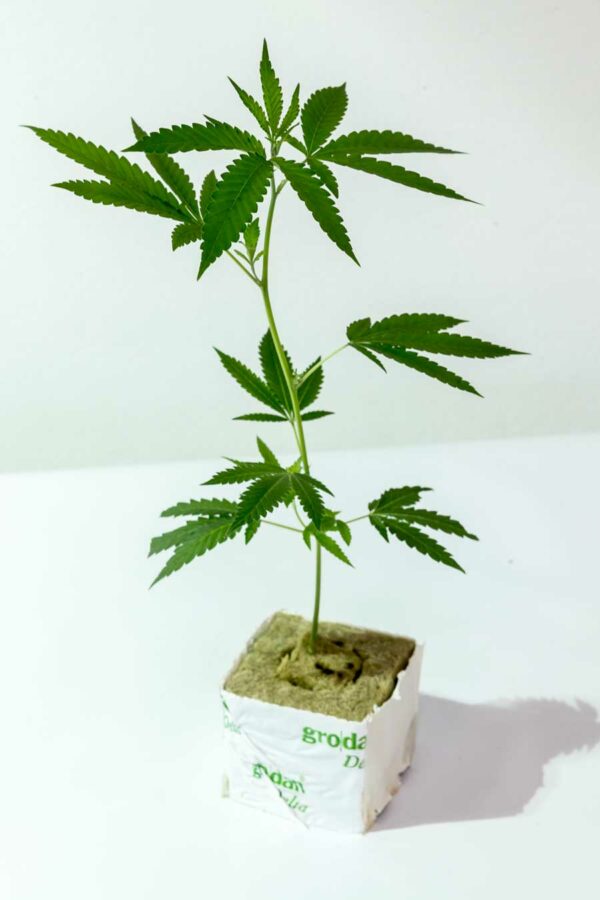 Vienna Bubble Gum – Vienna Seeds