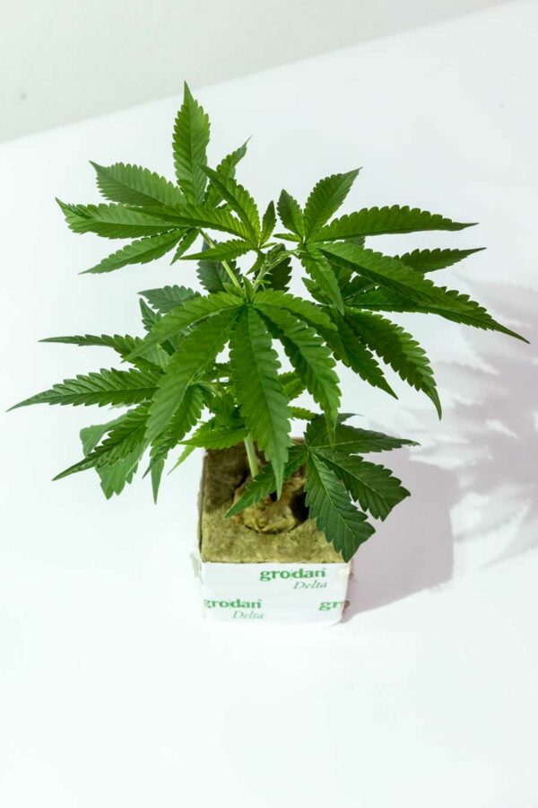 Vienna Red Light – Vienna Seeds