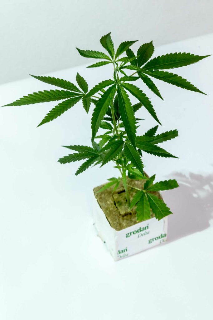 Vienna White Light – Vienna Seeds