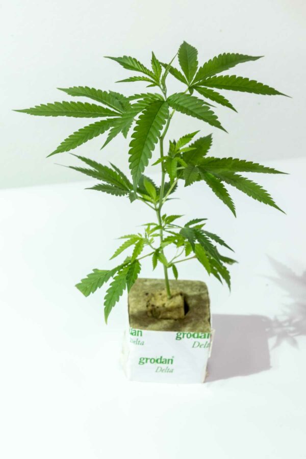 Wappa – Paradise Seeds