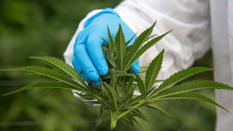 Pflanzenverbot: Regierung startet Kampf gegen Cannabis
