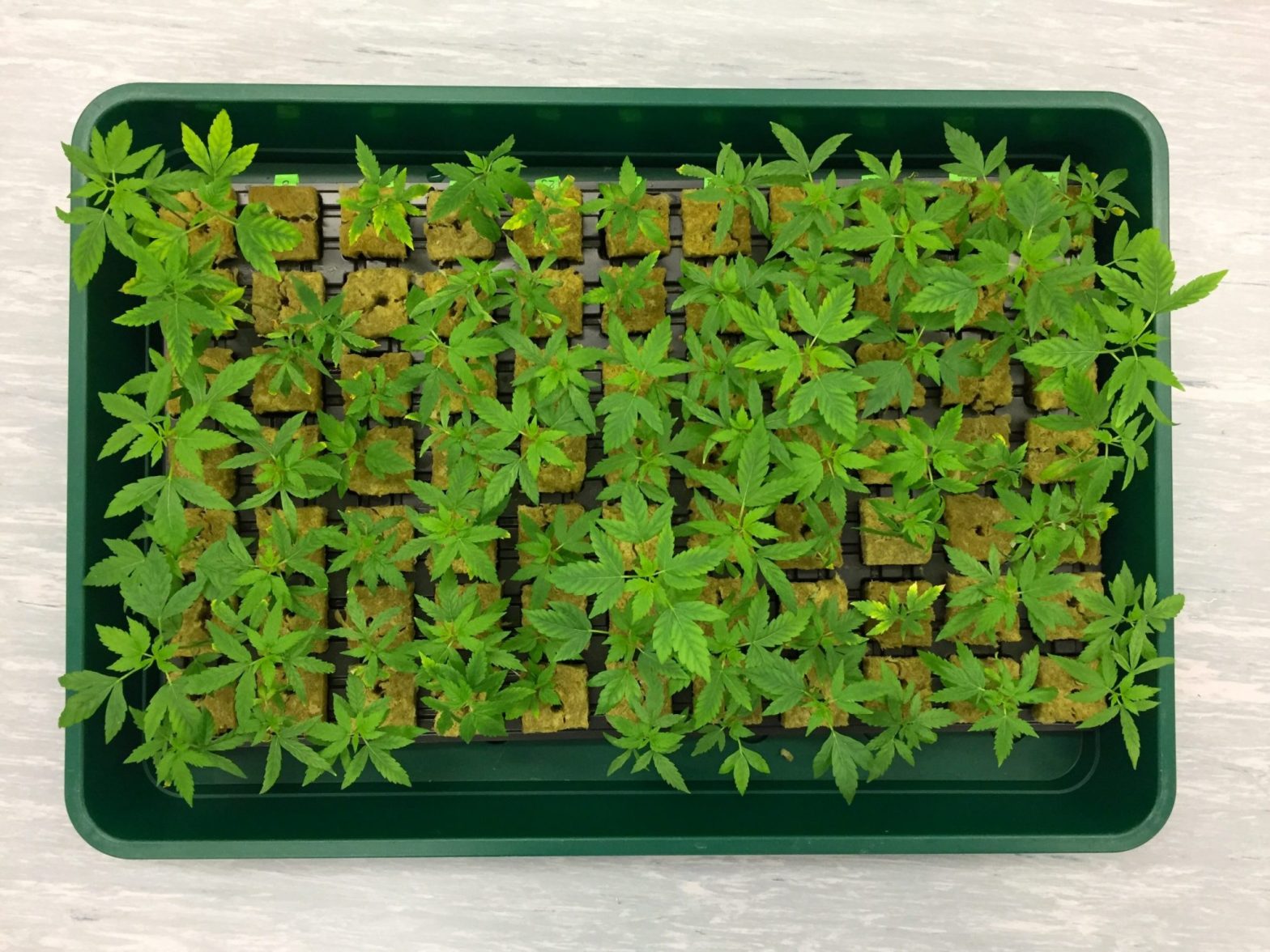 Lesch: „Cannabis ist gesetzlich mit Tabak, Alkohol und Beruhigungsmittel gleichzustellen“