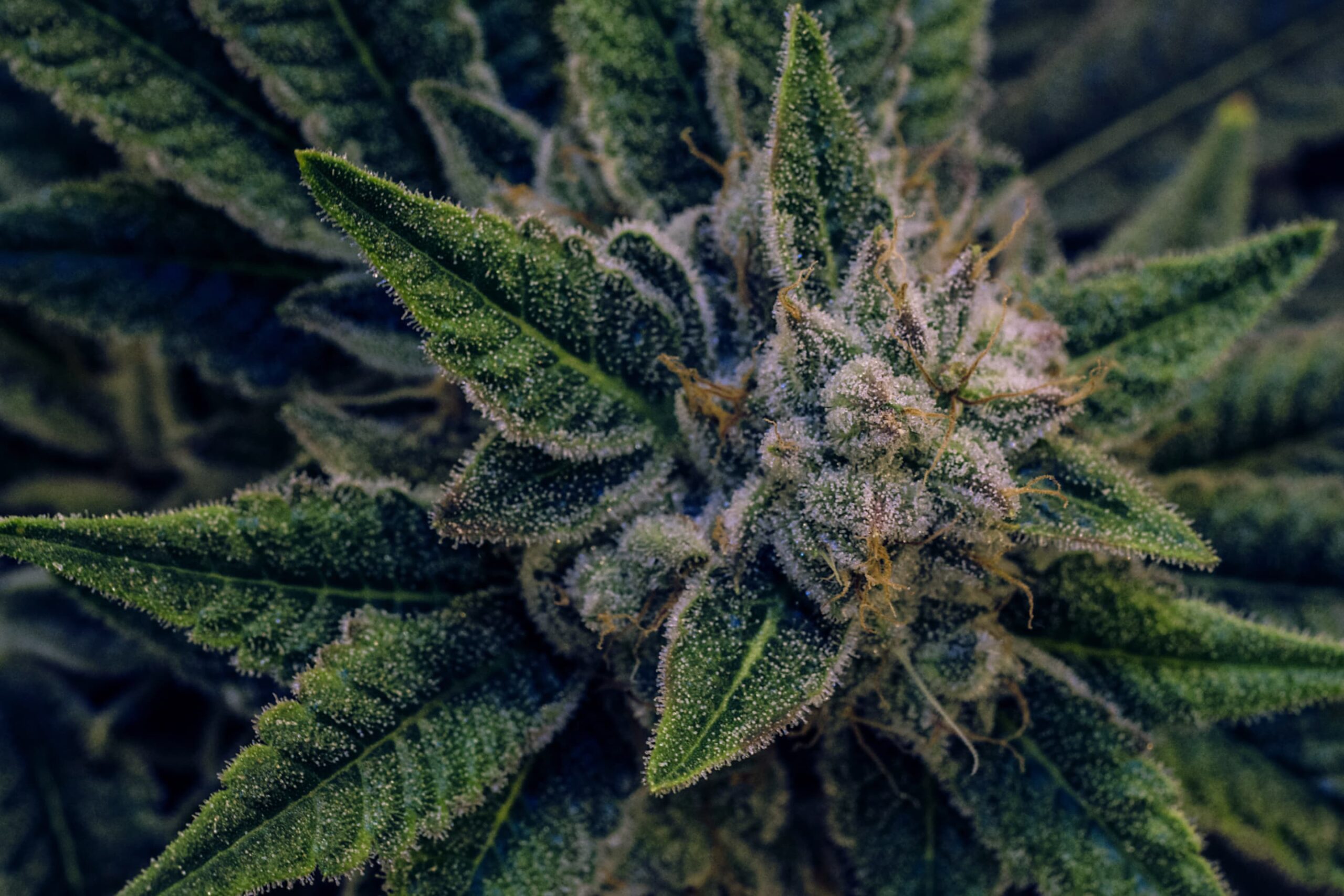 Flowery Field Labs - Terpene