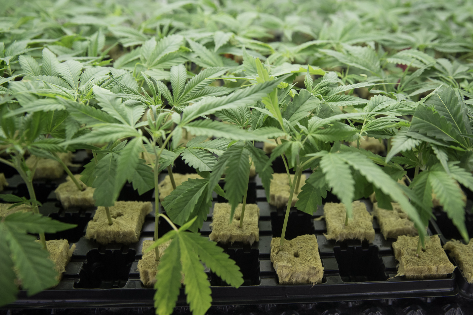 CBD ist unbedenklich, wir müssen eine Überregulierung vermeiden
