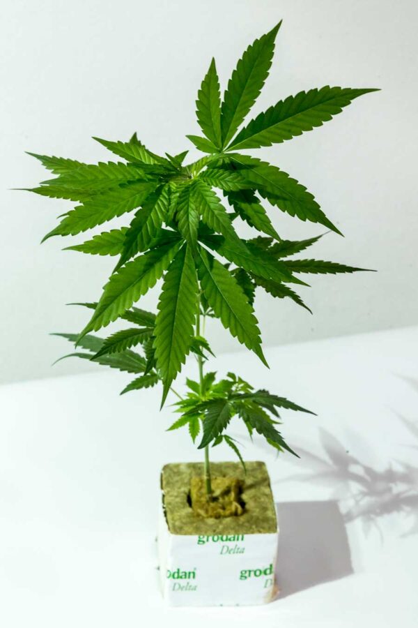 Cap Junky -  Capulator x Seed Junky Genetics Original Breeder Cut – Steckling