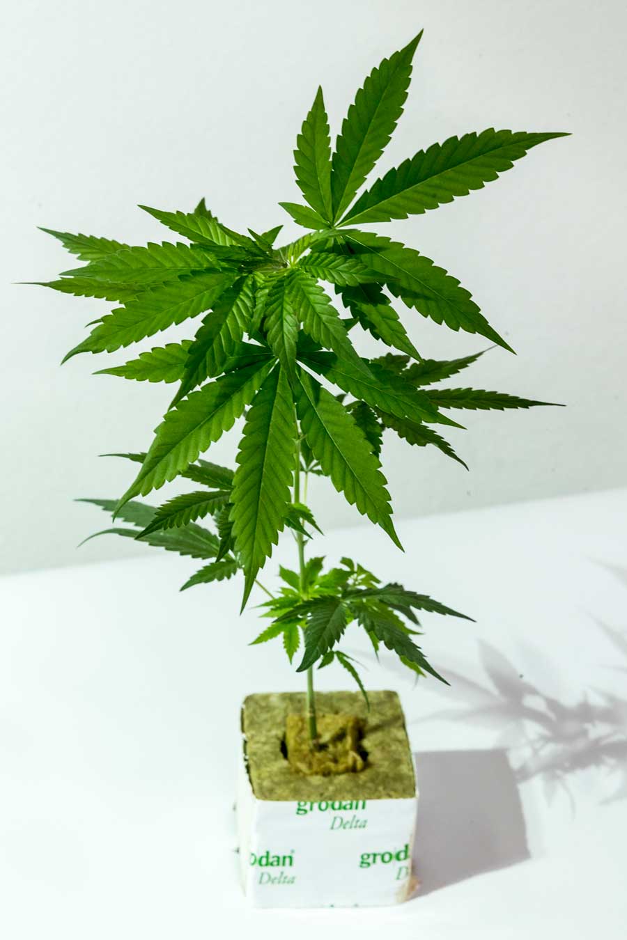 Cap Junky –  Capulator x Seed Junky Genetics Original Breeder Cut – Steckling