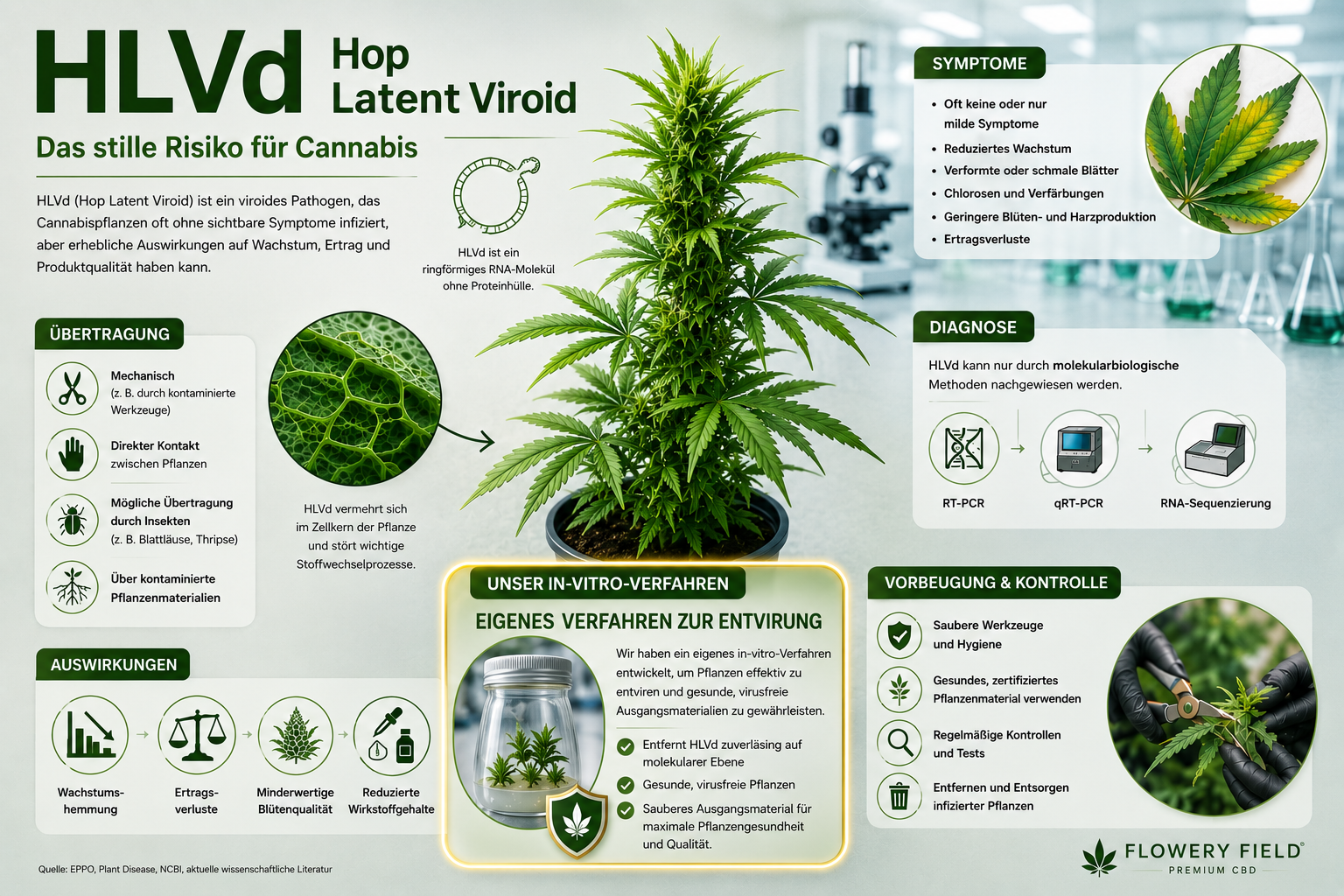 HLVd bei Cannabis – Symptome, PCR-Tests & in-Vitro-Produktion