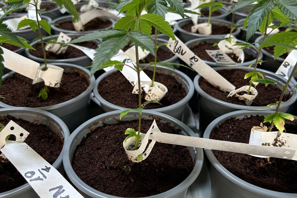 Junge In-vitro-Cannabispflanzen eine Woche nach dem Eintopfen mit zunehmender Stärke und Blattmasse