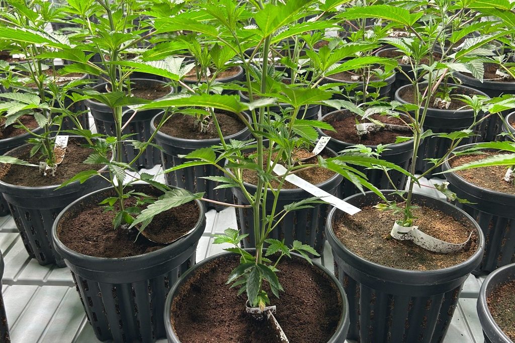 Etablierte In-vitro-Cannabispflanzen mit kräftigerem Wuchs und zunehmender Blattmasse