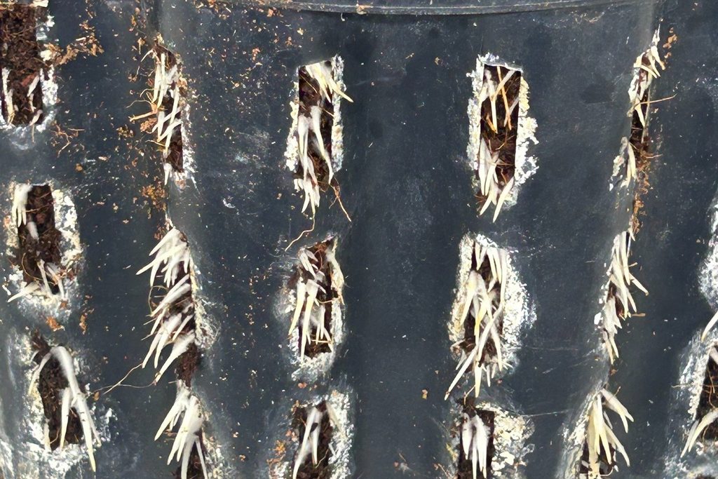 Starkes Wurzelsystem einer In-vitro-Cannabispflanze mit zahlreichen sichtbaren weißen Wurzeln