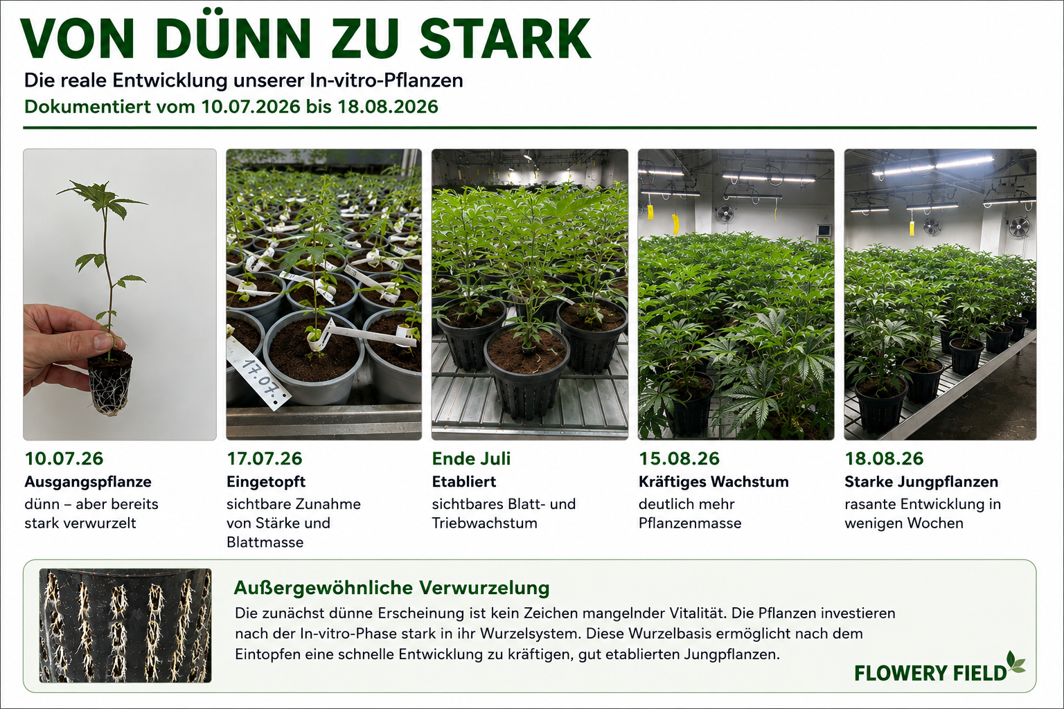Von dünn zu stark: Die rasante Entwicklung unserer In-vitro-Pflanzen