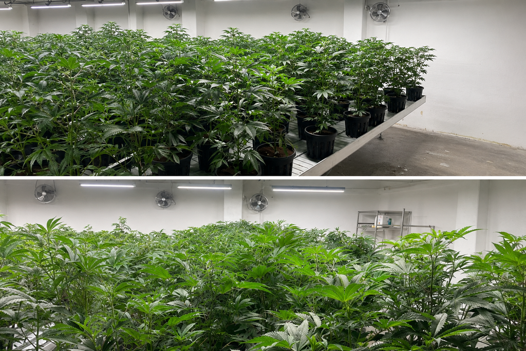 Kräftig entwickelte In-vitro-Cannabispflanzen 39 Tage nach dem Eintopfen mit dichter Blattmasse