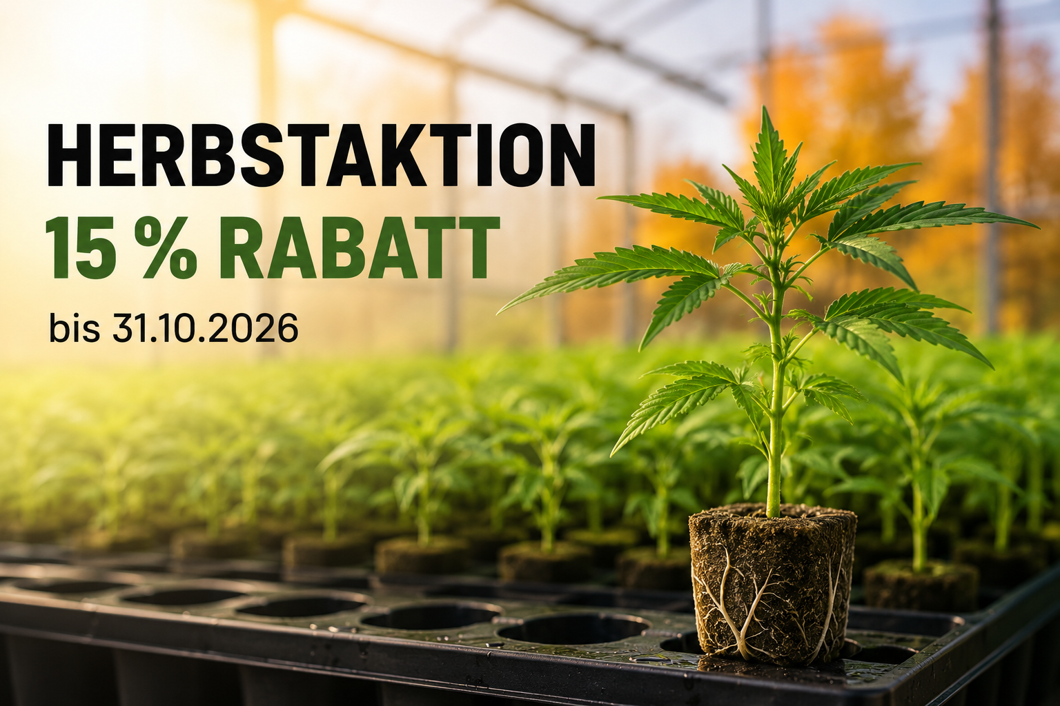 Herbstaktion 2026: 15 % Rabatt auf unsere Hanfstecklinge