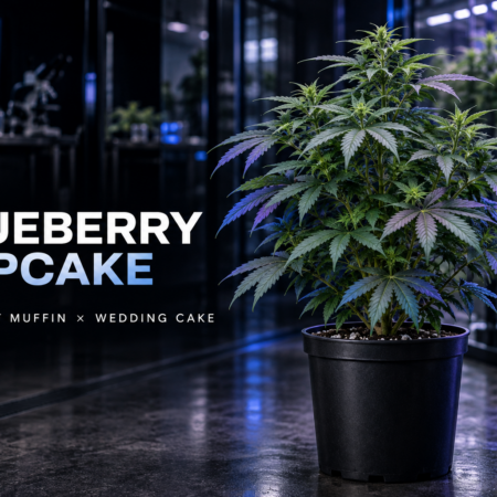 Blueberry-Cupcake-Cannabispflanze von Flowery Field im modernen Vermehrungslabor