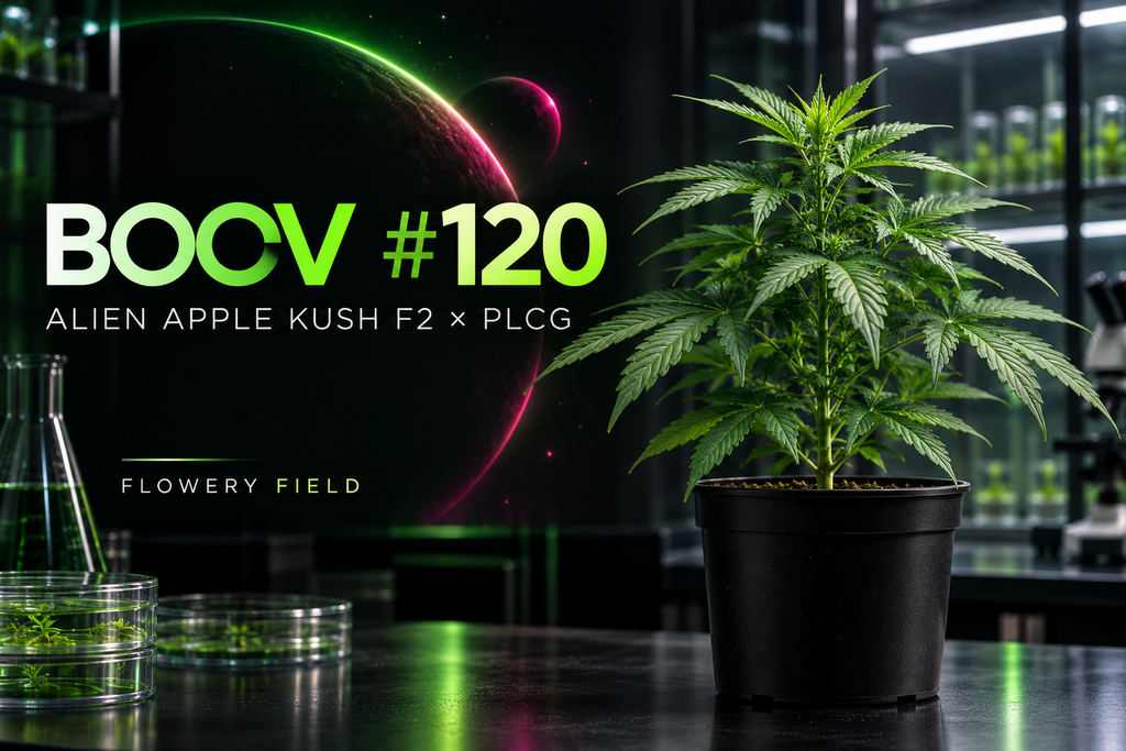 BOOV #120 Cannabis-Steckling von Flowery Field