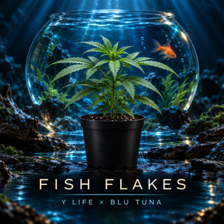 Fish Flakes Hanfsteckling – Kreuzung aus Y Life und Blu Tuna