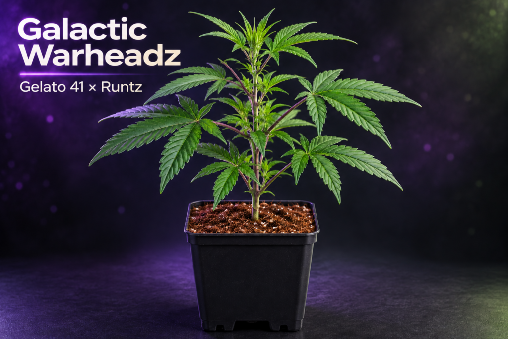Galactic Warheadz Hanfsteckling – Gelato 41 × Runtz von Craft Farmer Genetics