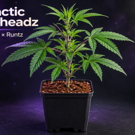 Galactic Warheadz Hanfsteckling – Gelato 41 × Runtz von Craft Farmer Genetics