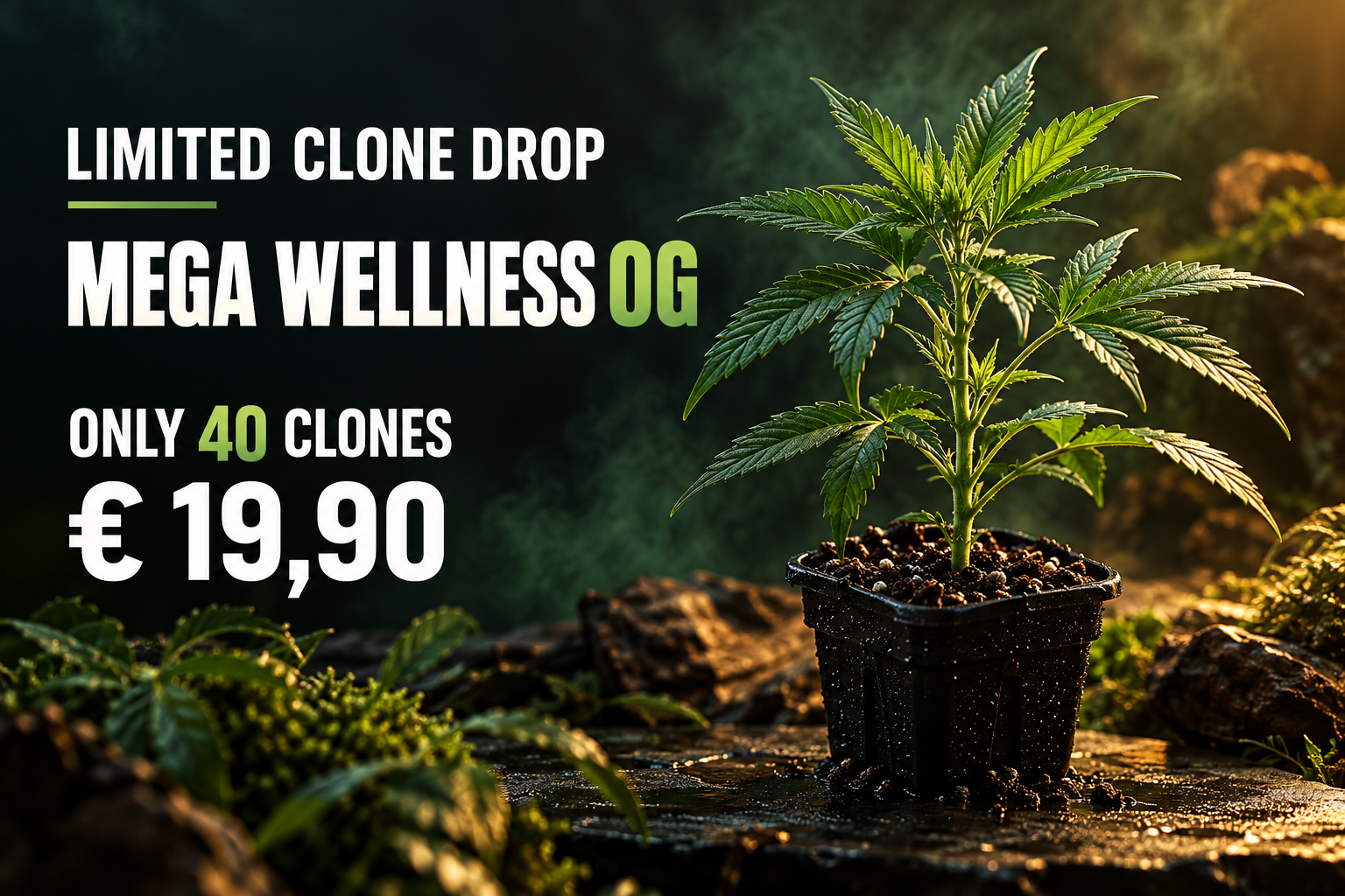 Limitierter Clone Drop: Mega Wellness OG