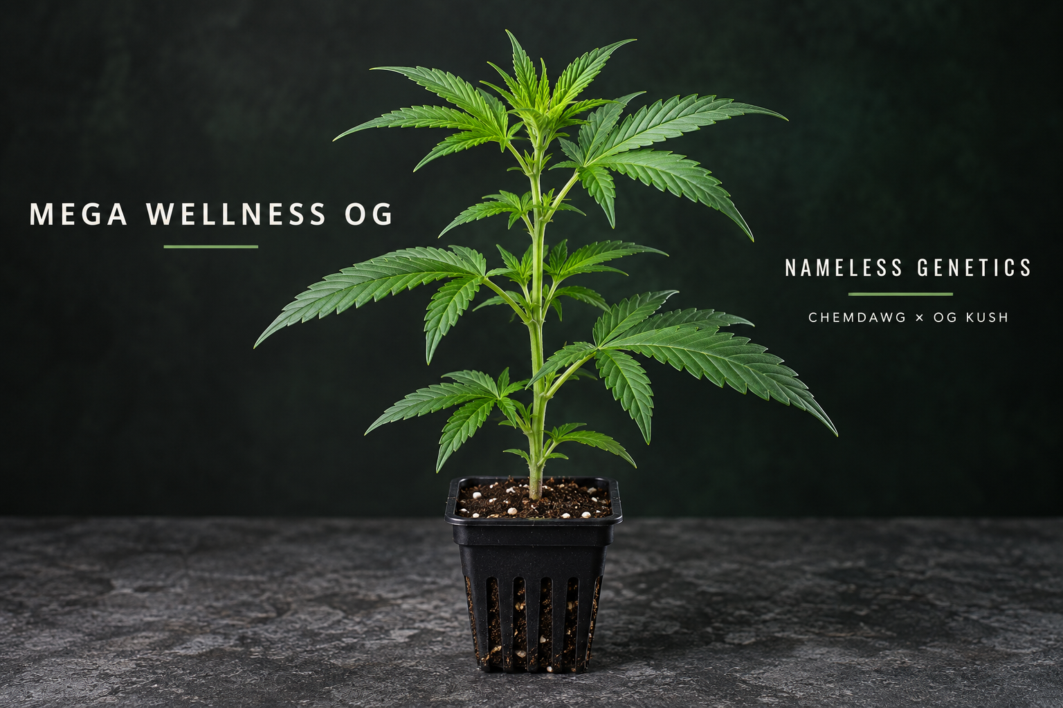 Mega Wellness OG – Nameless Genetics