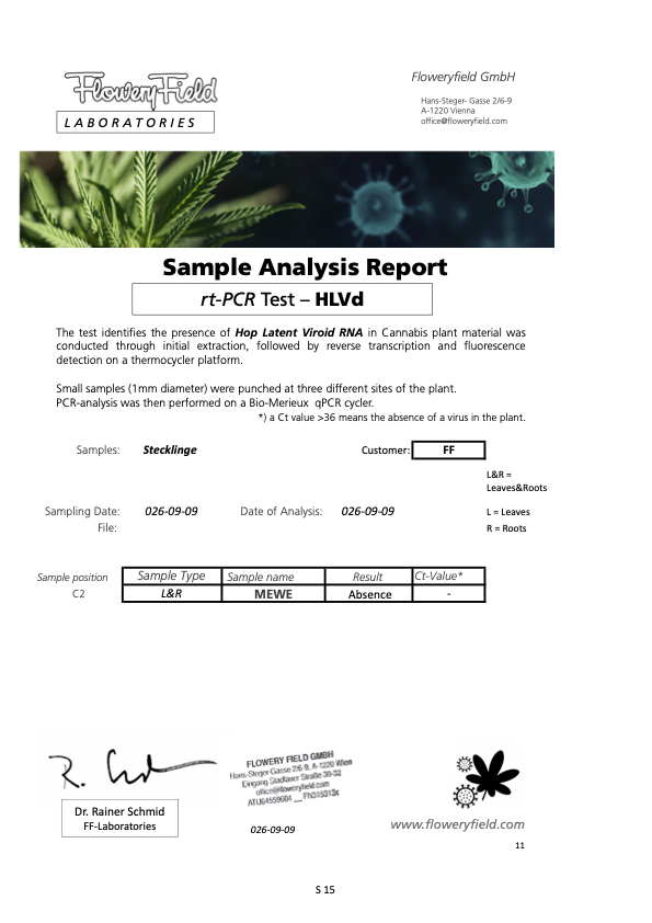 Mega Wellness OG - Nameless Genetics – Bild 2