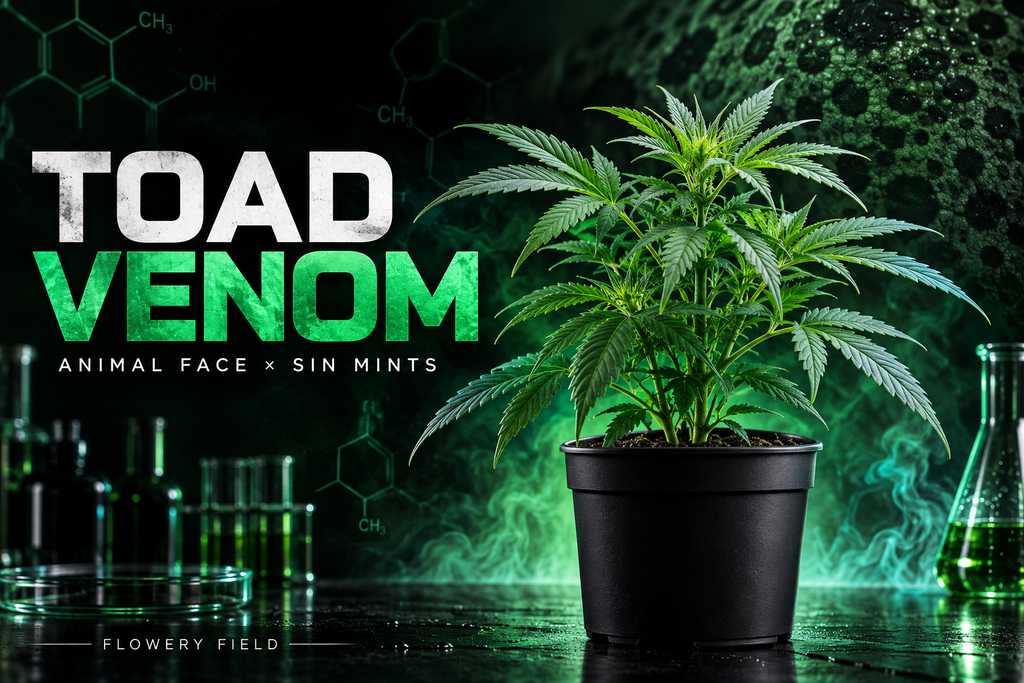 Toad Venom Cannabis-Steckling von Flowery Field