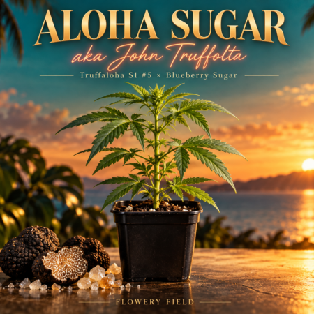 Cannabis-Jungpflanze im schwarzen Topf neben Trüffeln und Zuckerkristallen vor tropischem Sonnenuntergang, mit dem Schriftzug „Aloha Sugar aka John Truffolta“.