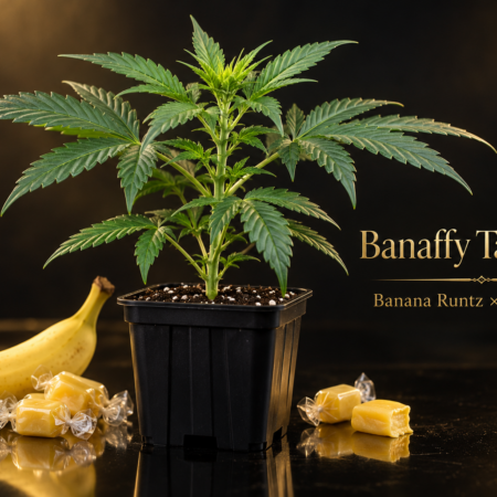 Illustration einer jungen Hanfpflanze im schwarzen Topf neben einer Banane und gelben Bonbons mit dem Schriftzug Banaffy Taffy #46.