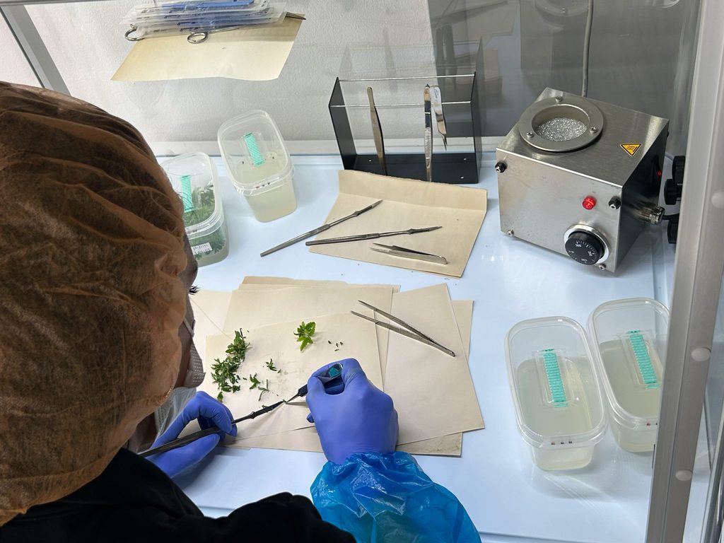 Person mit blauen Handschuhen bearbeitet kleine Pflanzentriebe mit Pinzette und Skalpell an einem Laborarbeitsplatz.