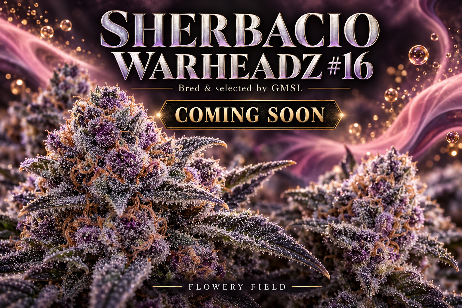Coming Soon: Sherbacio Warheadz #16 – Breeder-Cut von GMSL